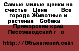 Самые милые щенки на счастье › Цена ­ 1 - Все города Животные и растения » Собаки   . Приморский край,Лесозаводский г. о. 